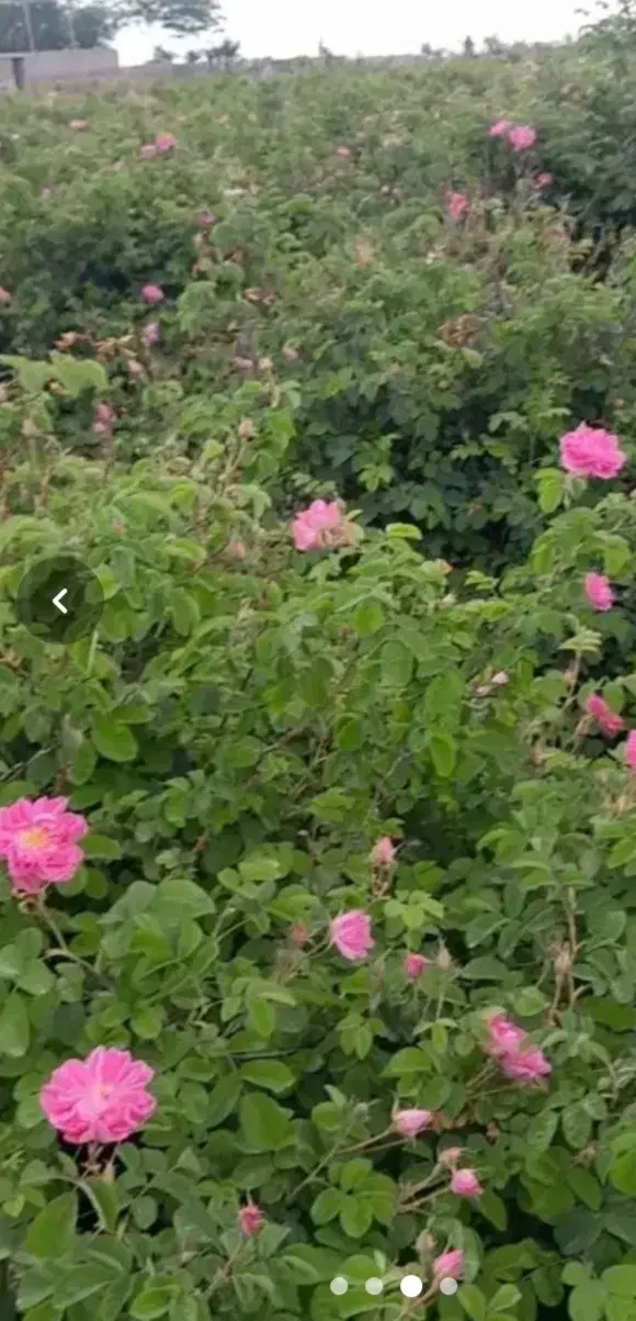 گلاب|خوردنی و آشامیدنی|مشهد, کلاکوب|دیوار