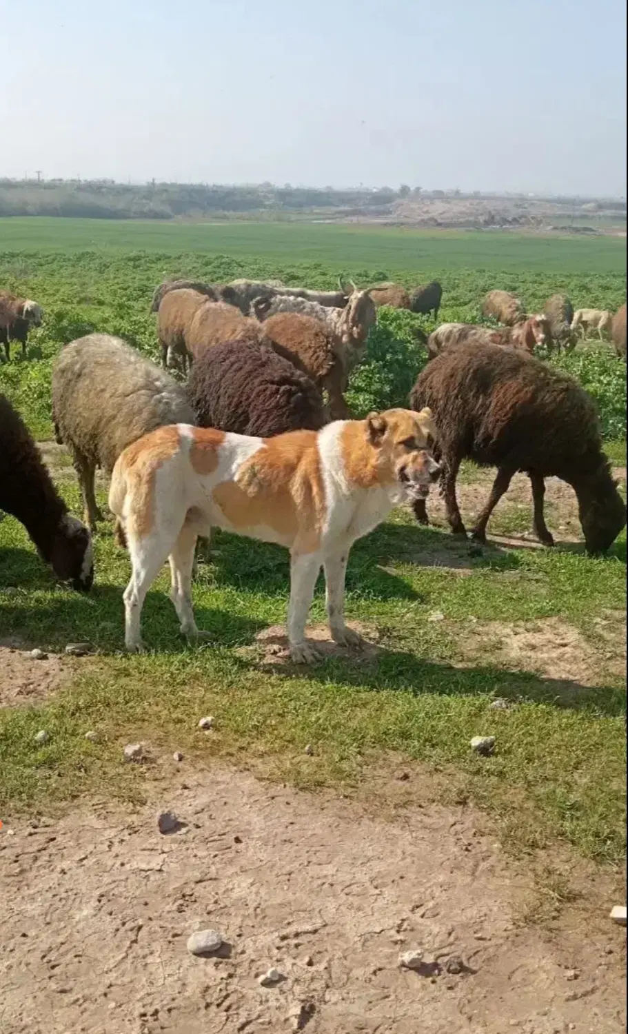 سگ گله|سگ|آزادشهر, |دیوار