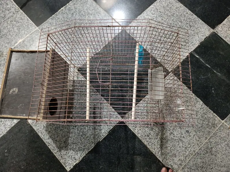 قفس|لوازم جانبی حیوانات|بندر کنگان, |دیوار