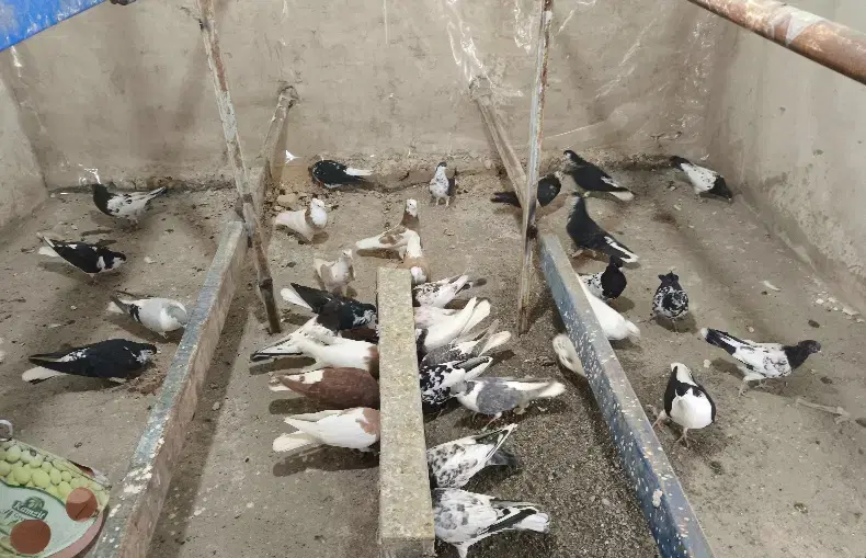 کفتر|پرنده|بردسکن, |دیوار