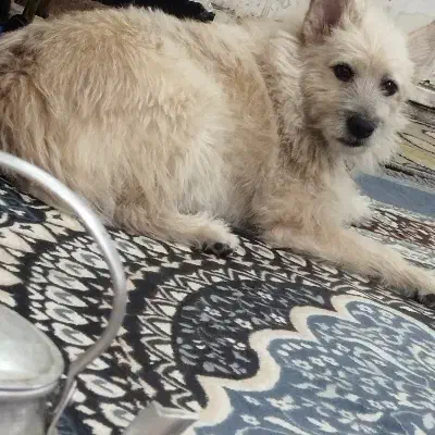 سگ اشپیز|سگ|اهواز, حصیرآباد|دیوار