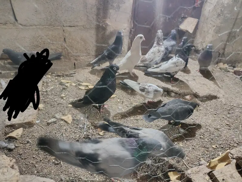 کبوتر|پرنده|بم, |دیوار