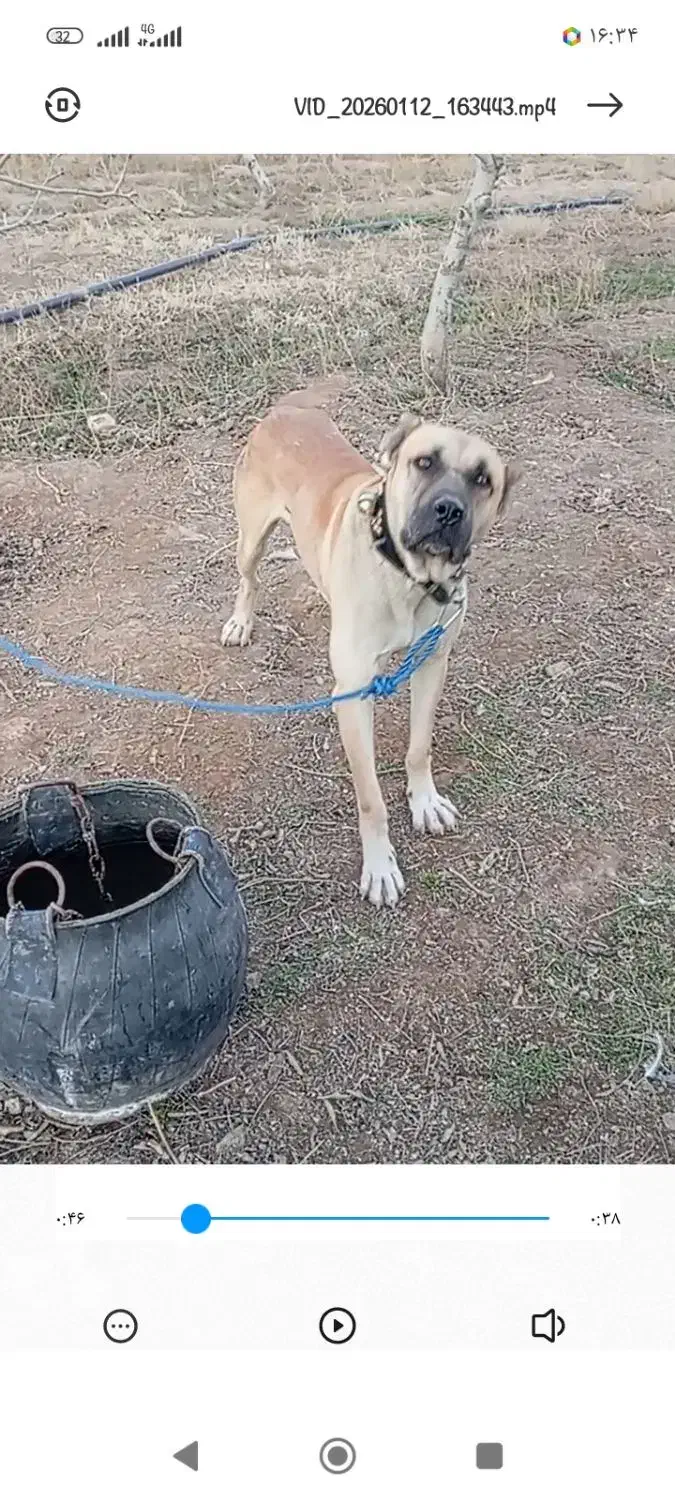 گمشده|حیوانات|رضویه, |دیوار