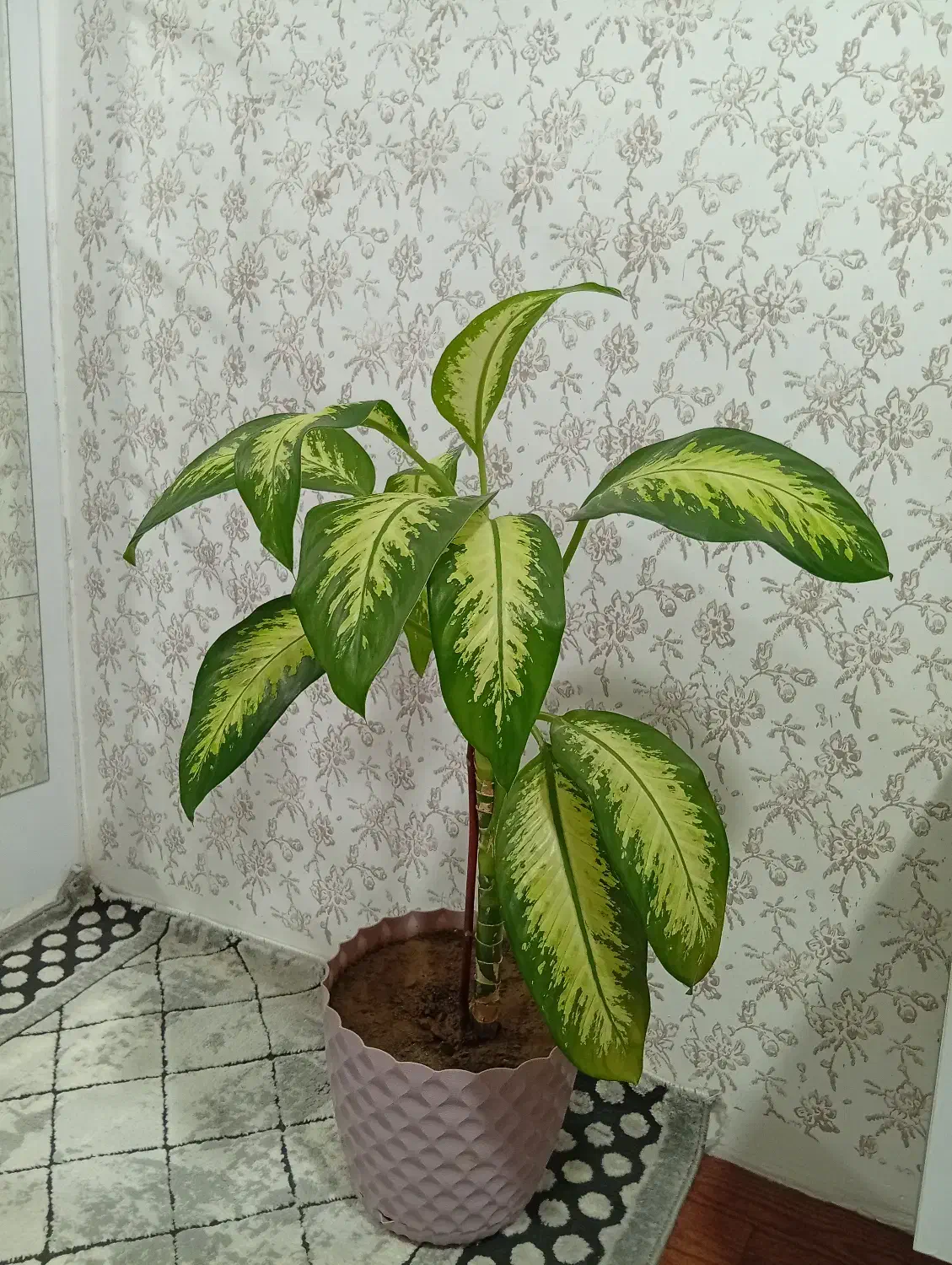 گل طبیعی|گل و گیاه طبیعی|سنندج, |دیوار