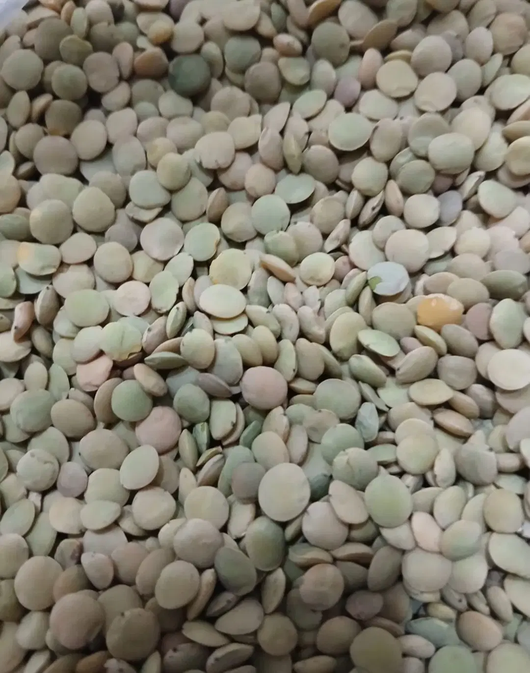 عدس|خوردنی و آشامیدنی|زنجان, |دیوار