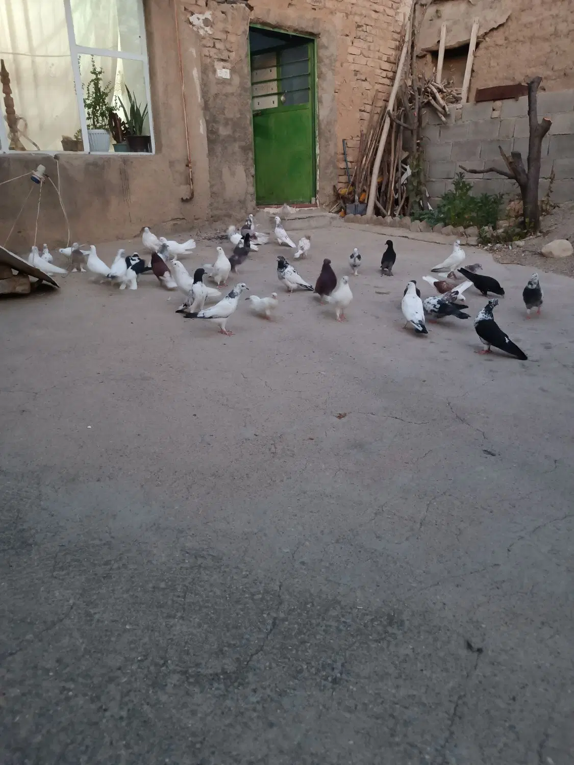 کفتر|پرنده|نهاوند, |دیوار
