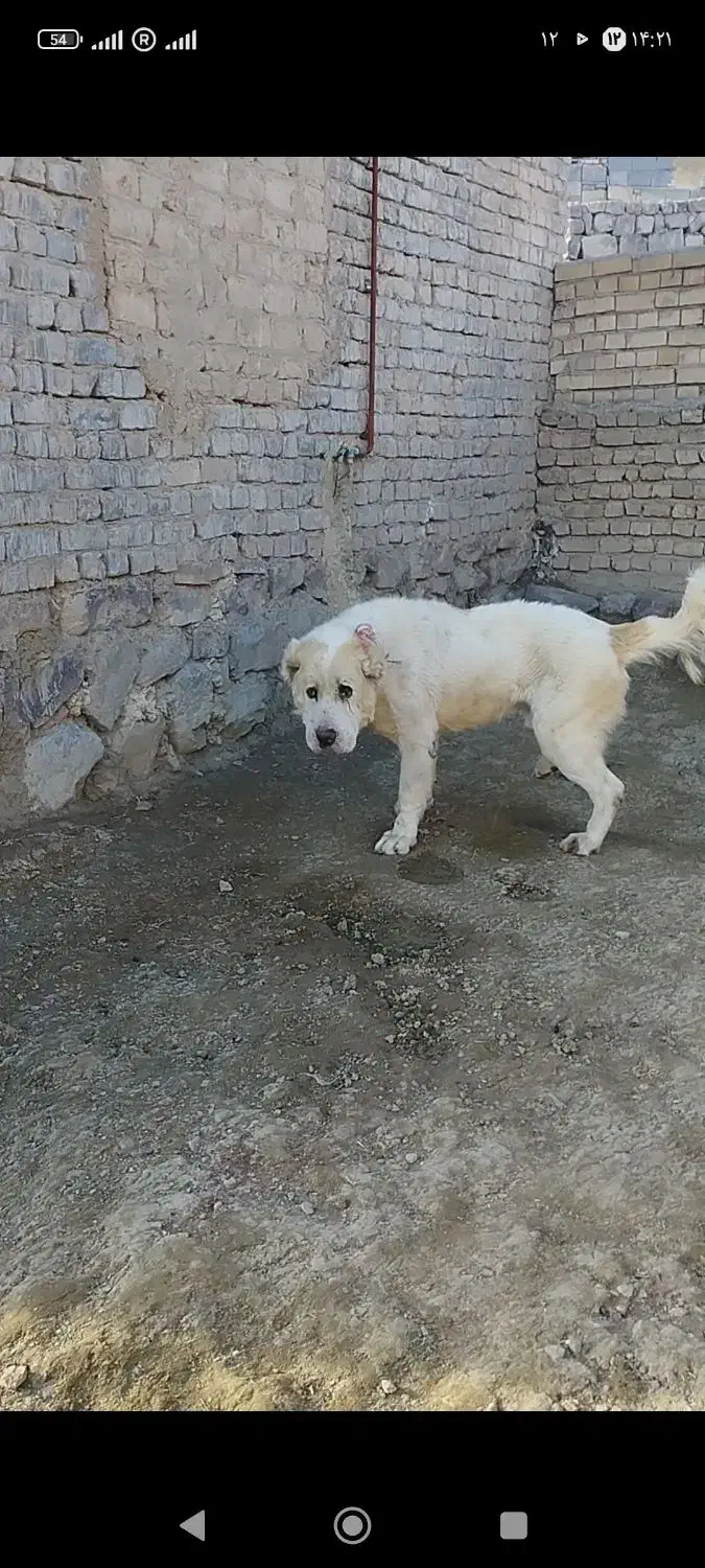 سگ الابای|سگ|مشهد, خواجه ربیع|دیوار