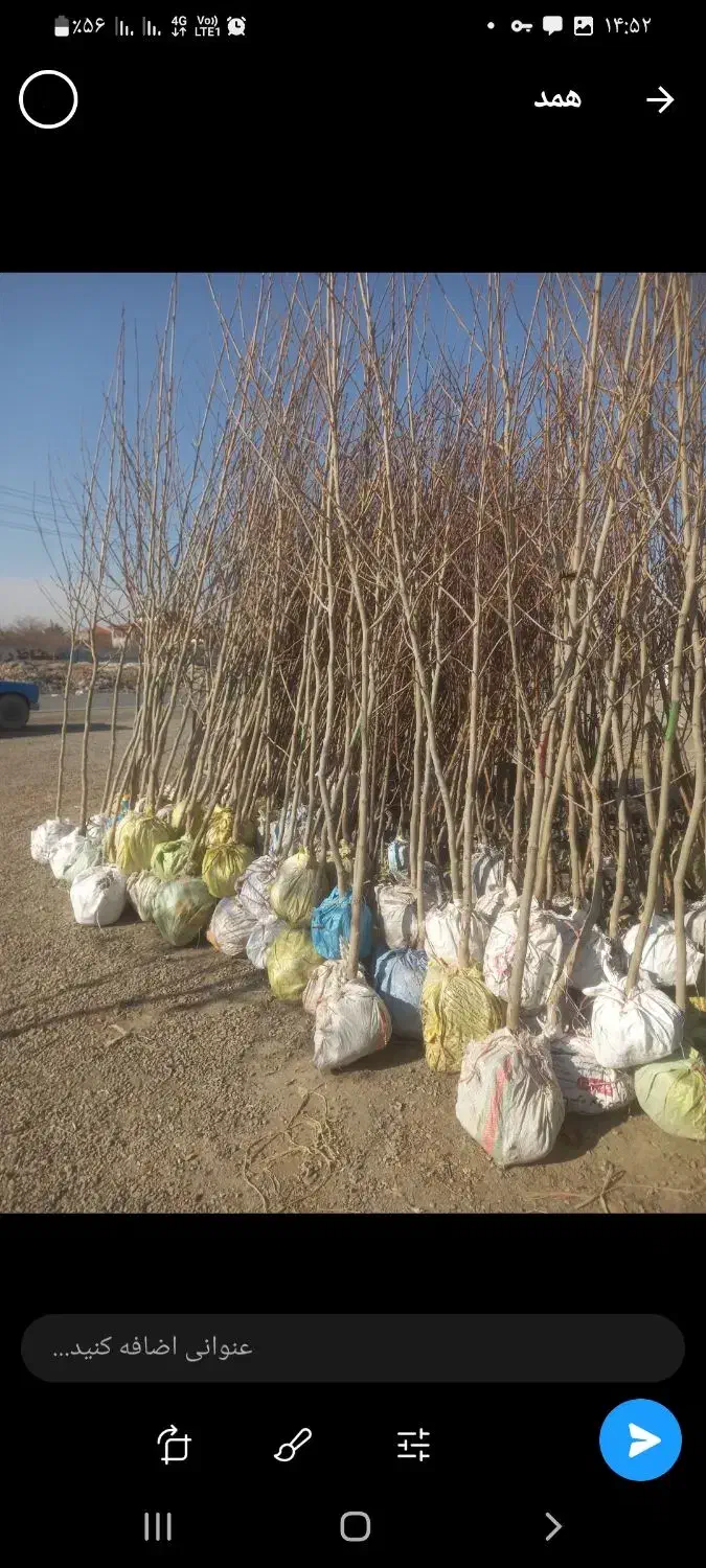 نهال چن ساله|گل و گیاه طبیعی|شاندیز, |دیوار