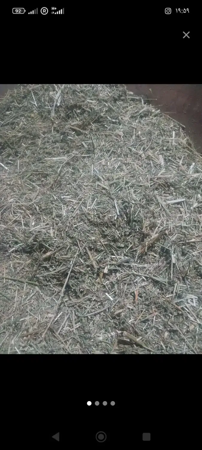 گیاه یا گزره|حیوانات مزرعه|سقز, |دیوار