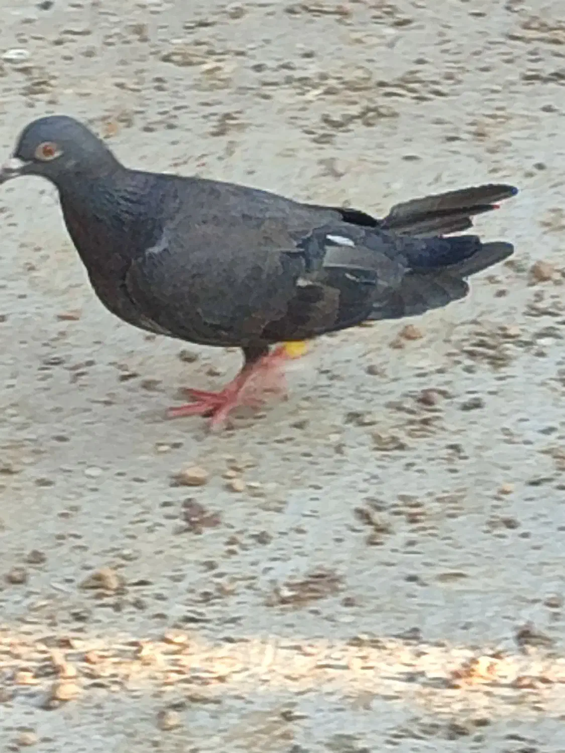 طوقی و پلاکی|پرنده|شیراز, محمودآباد|دیوار