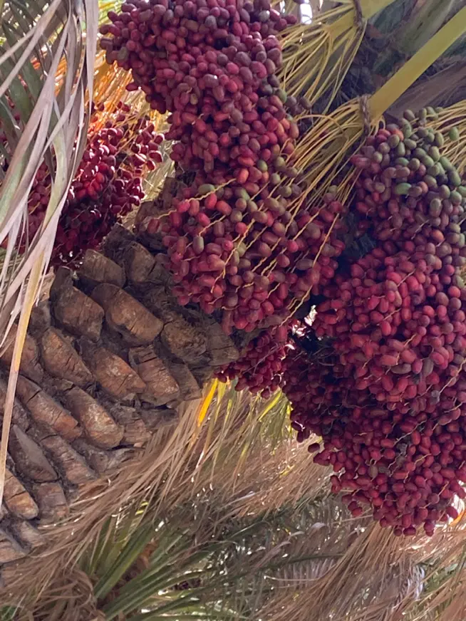 خرما|خدمات باغبانی و درختکاری|بم, |دیوار