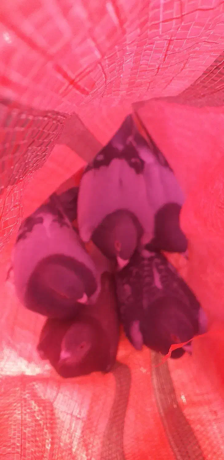 پلاکی|پرنده|بستان آباد, |دیوار