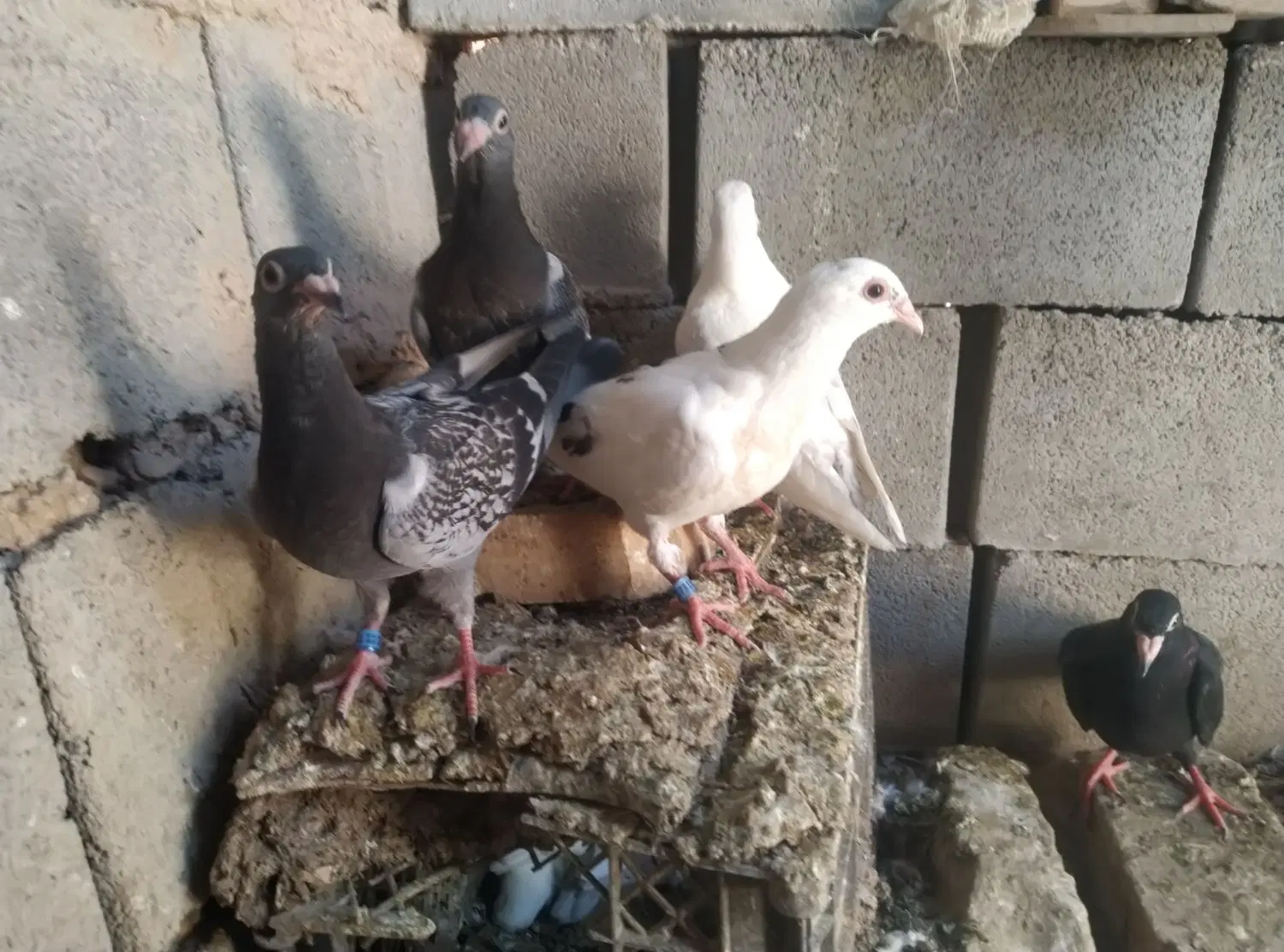 کبوتر|پرنده|گرمخان, |دیوار