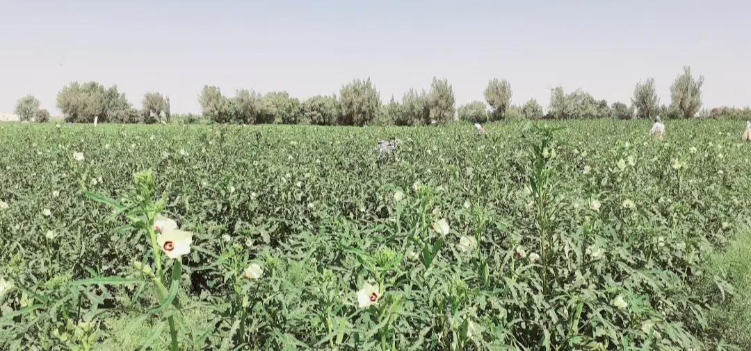 بامیه|خدمات باغبانی و درختکاری|ایرانشهر, |دیوار