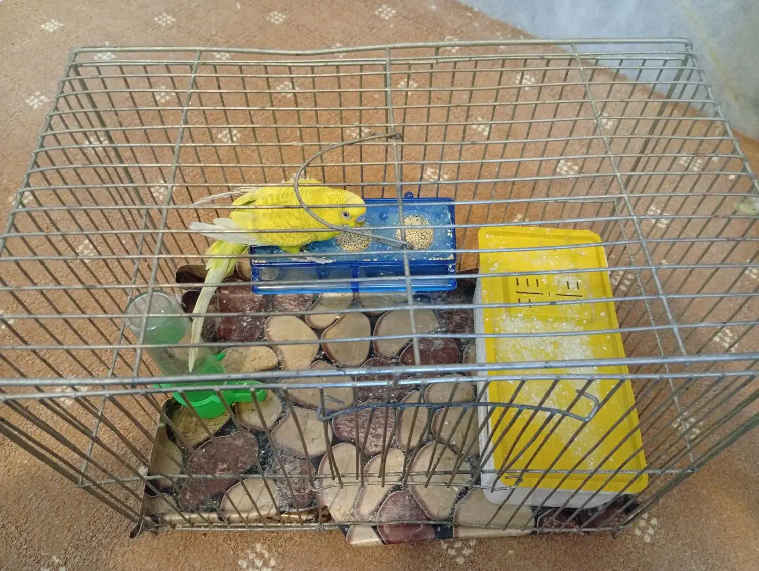 مرغ عشق|پرنده|مبارکه, |دیوار