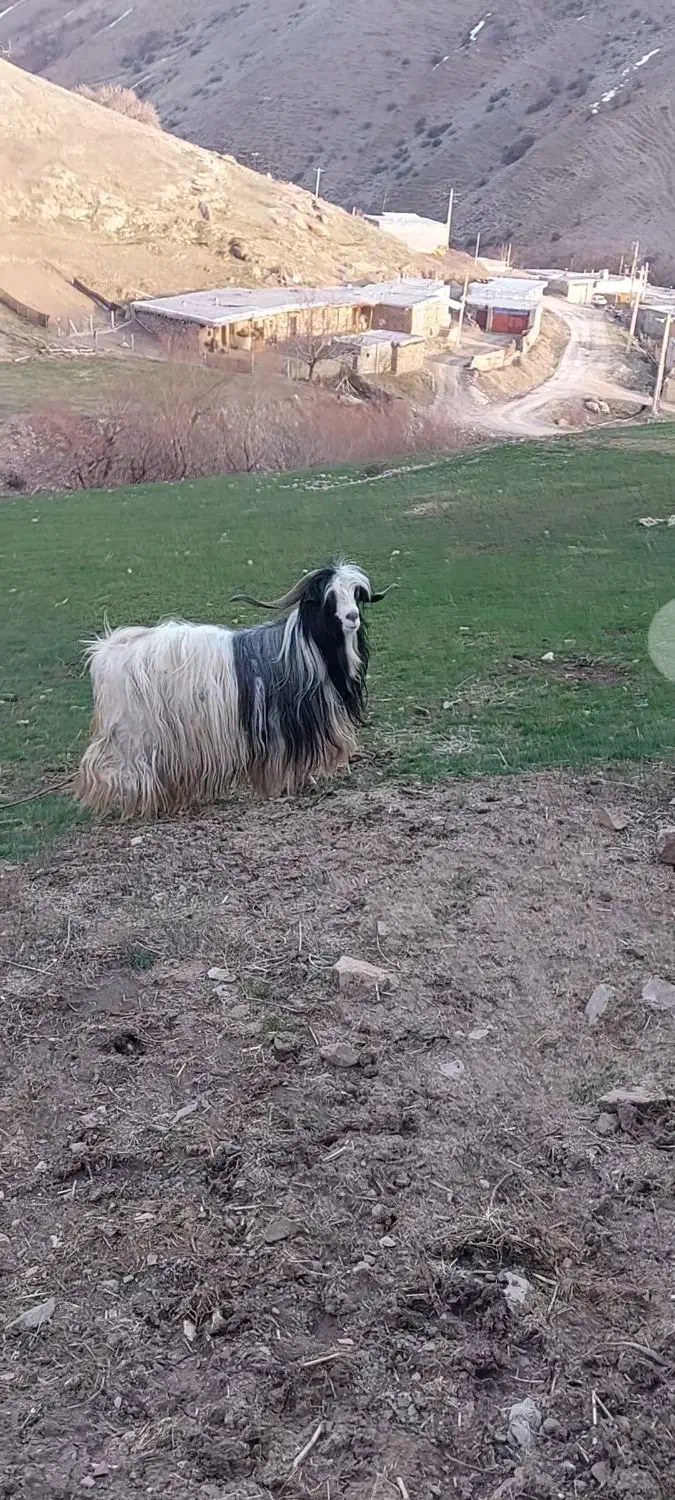 نر بز|حیوانات مزرعه|خلیفان, |دیوار