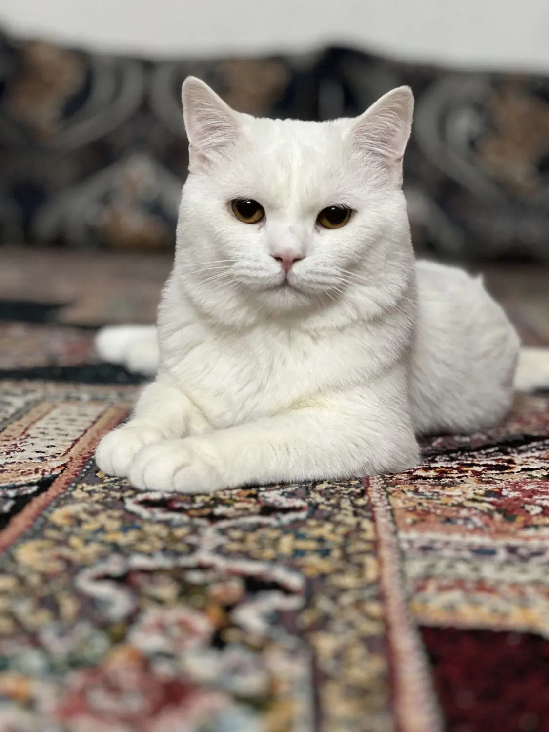 واگذاری|گربه|لار, |دیوار