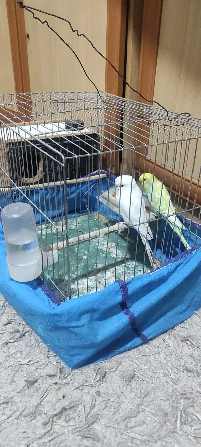 اهواز پردیس|پرنده|اهواز, پردیس|دیوار