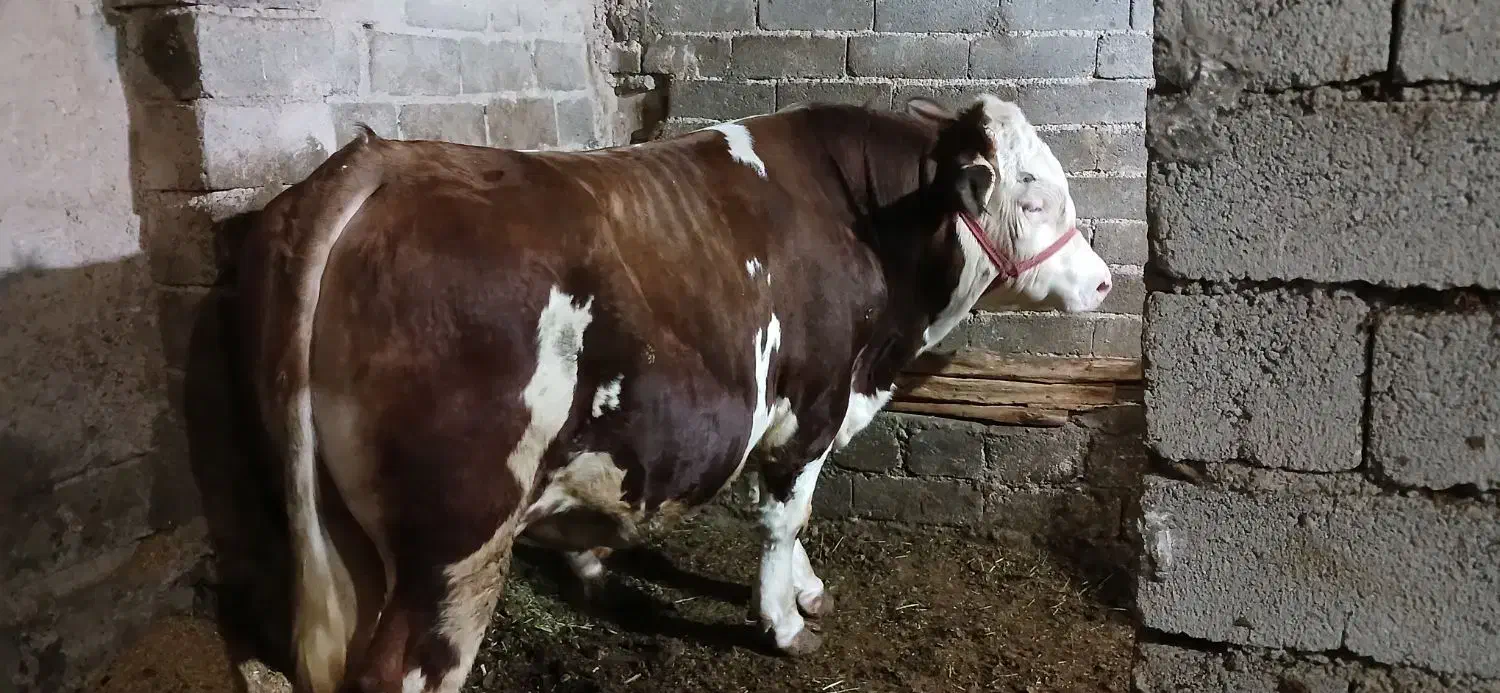 گاو نر|حیوانات مزرعه|ترکمانچای, |دیوار