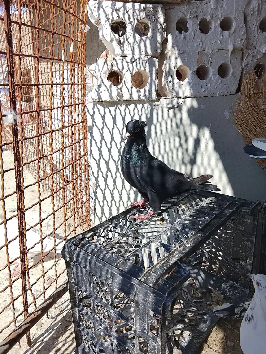 کفتر صید|پرنده|چناران, |دیوار