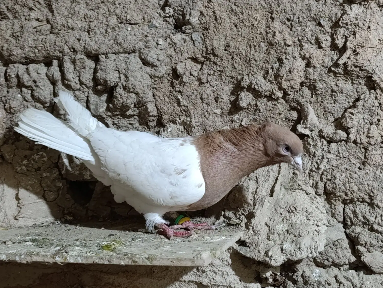کله زرد|پرنده|زاغه, |دیوار