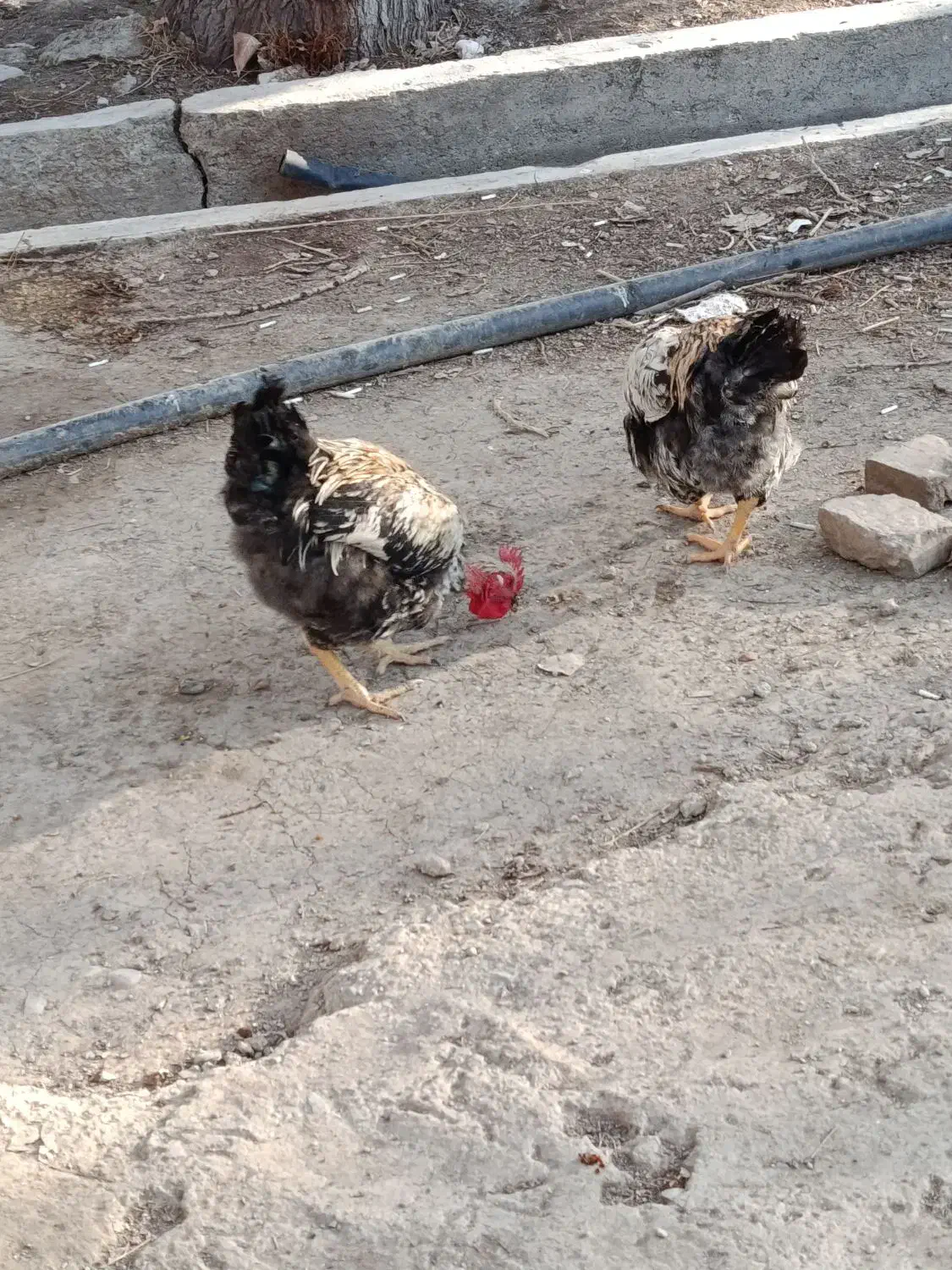 خروس|حیوانات مزرعه|محمدشهر, کوی بهار|دیوار