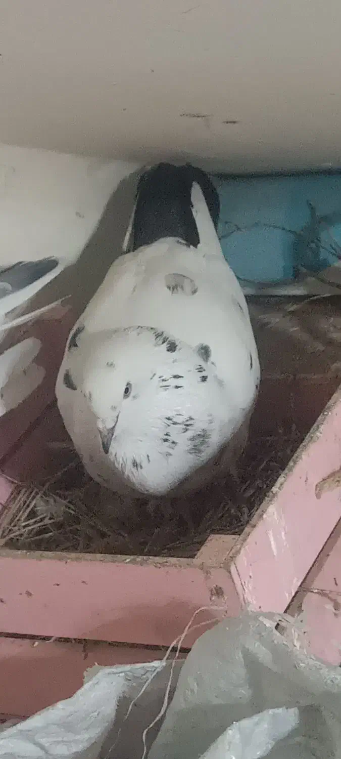 کبوتر|حیوانات|سنندج, |دیوار