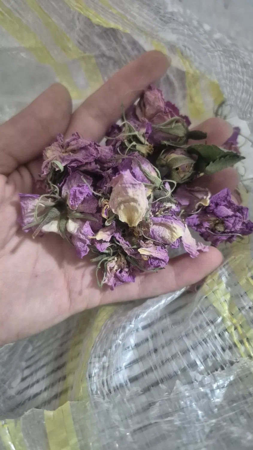 گل محمدی|خوردنی و آشامیدنی|مشهد, رده|دیوار