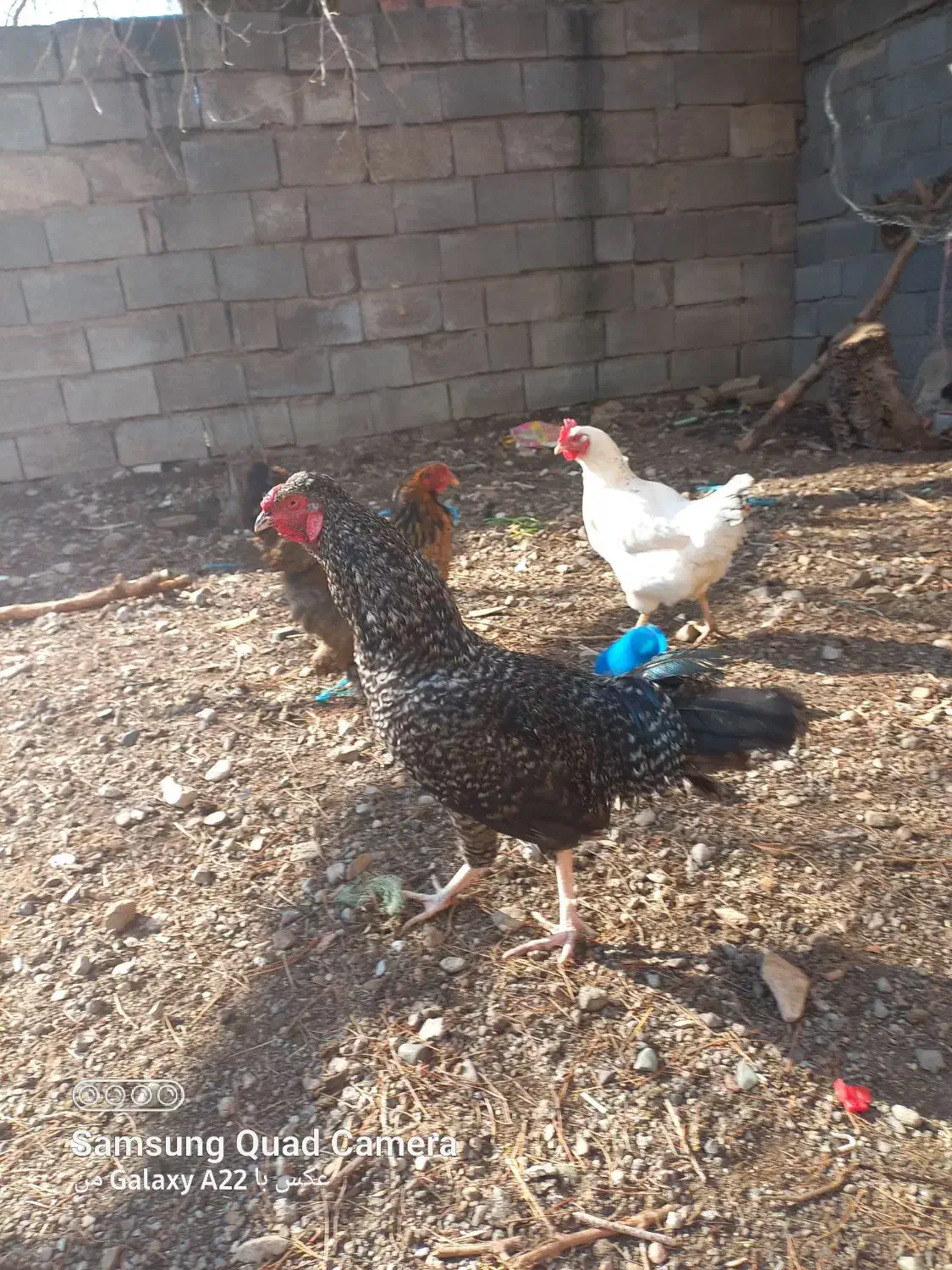 خروس|حیوانات مزرعه|قزوین, |دیوار