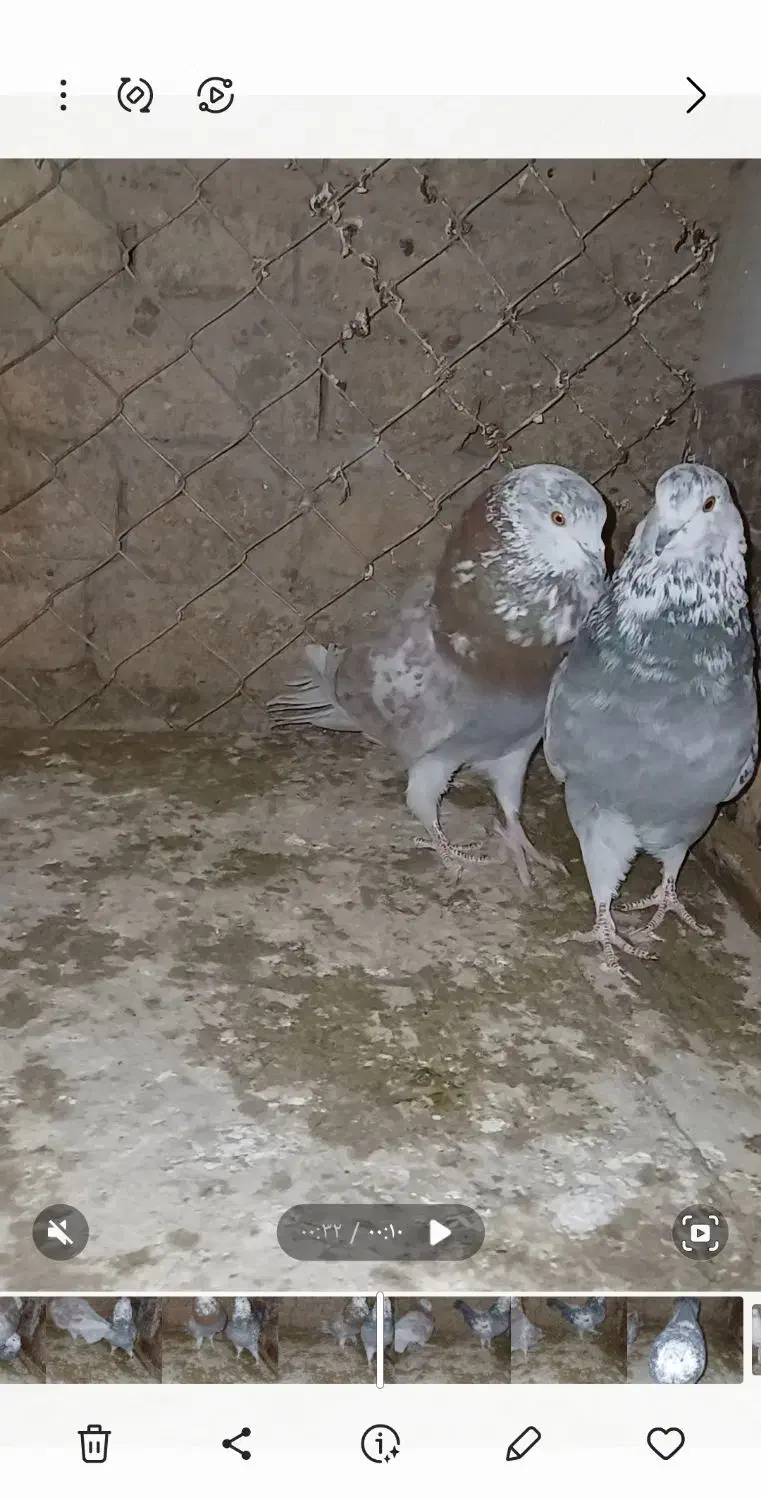 کبوتر|پرنده|تکاب, |دیوار