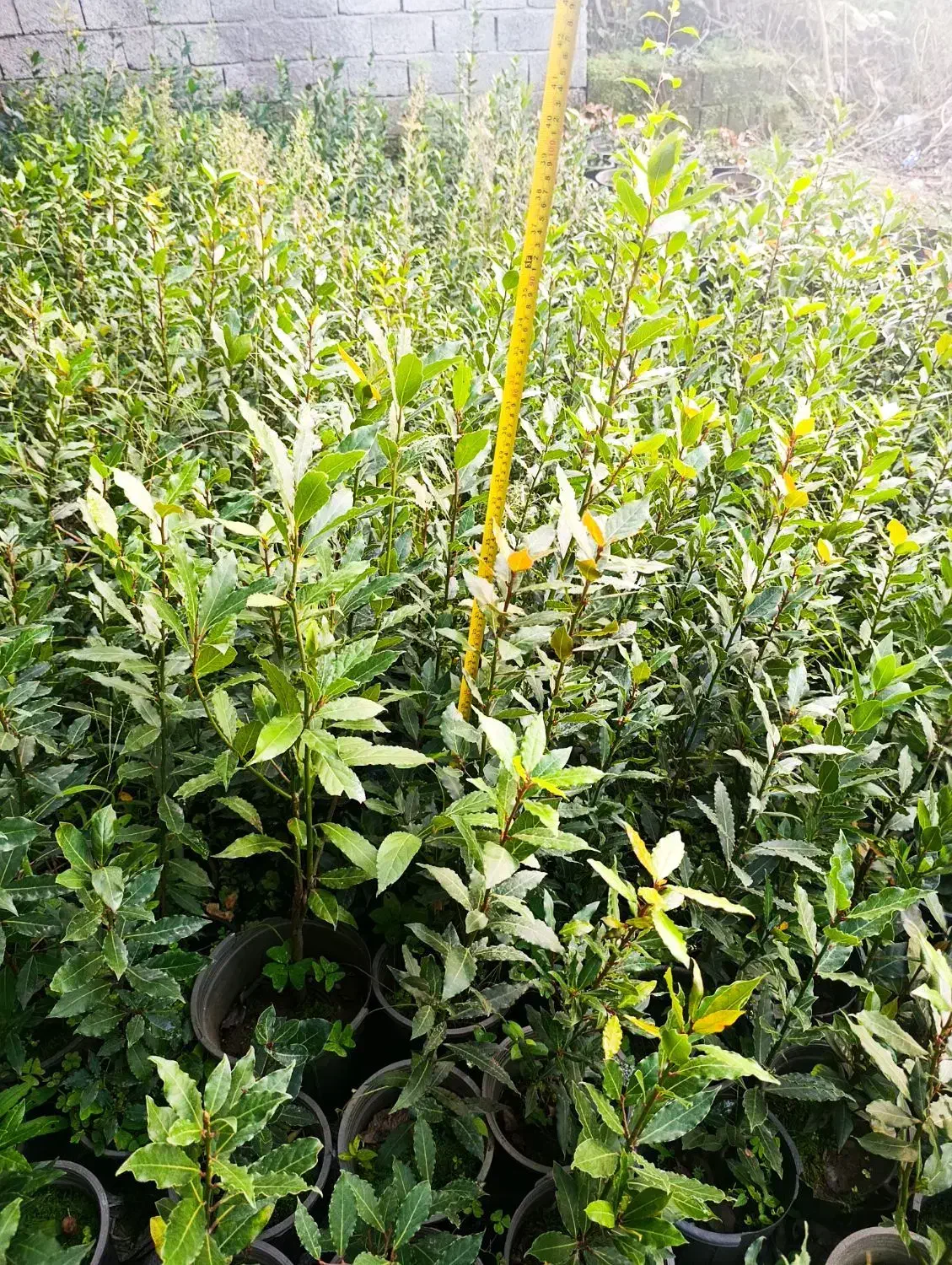 برگ بو|گل و گیاه طبیعی|چهاردانگه (تهران), |دیوار