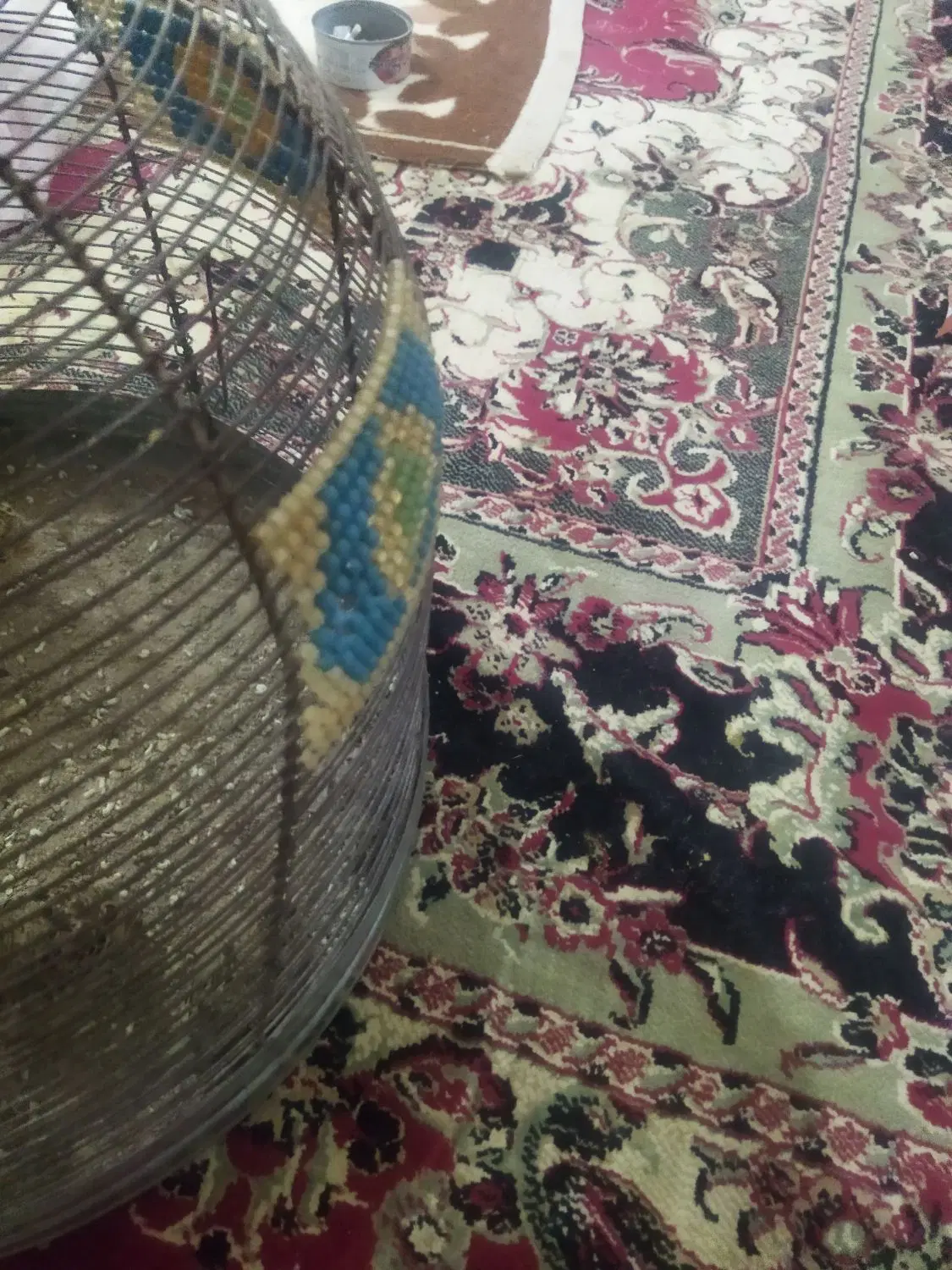 سهره|پرنده|مرودشت, علیآباد|دیوار