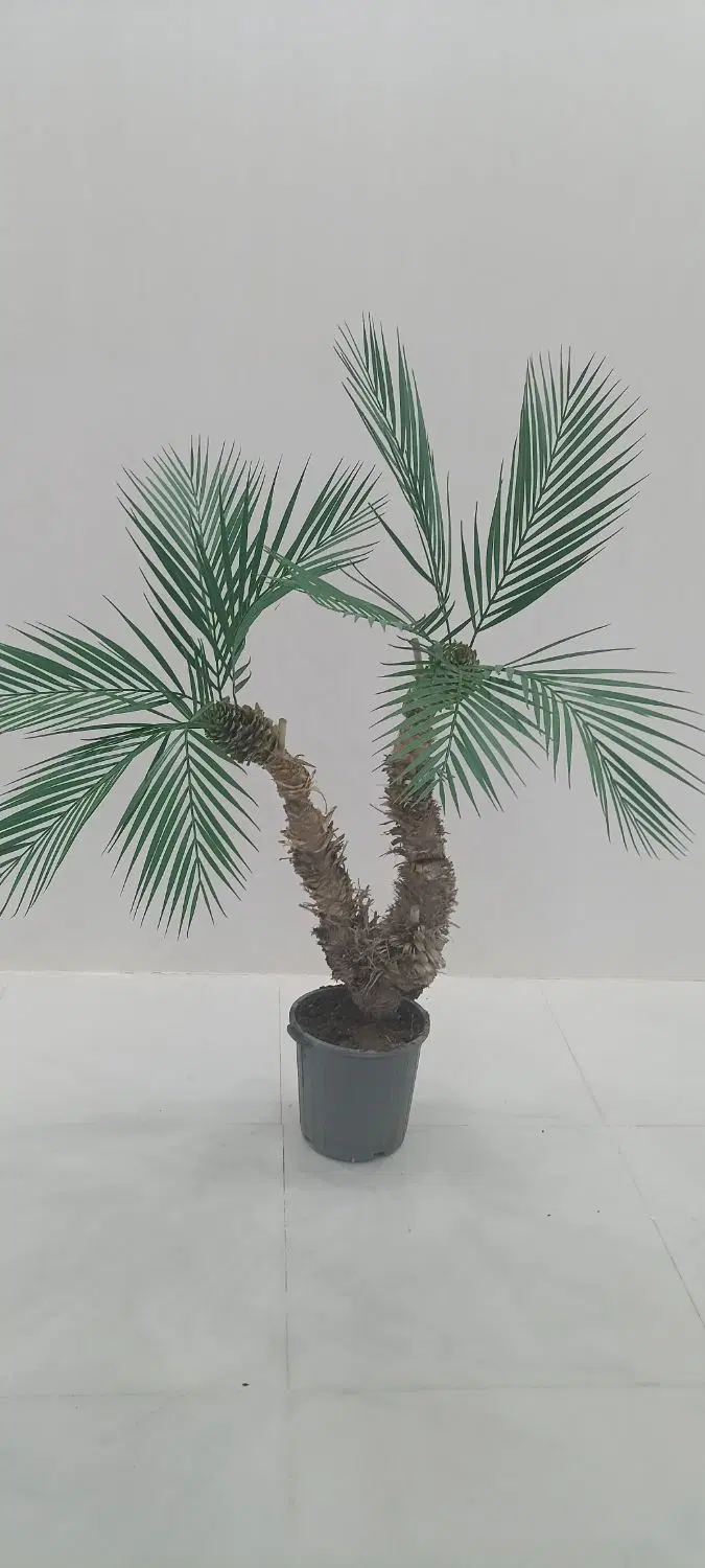 درختچه|گل مصنوعی|سبزوار, قصبه شرقی|دیوار