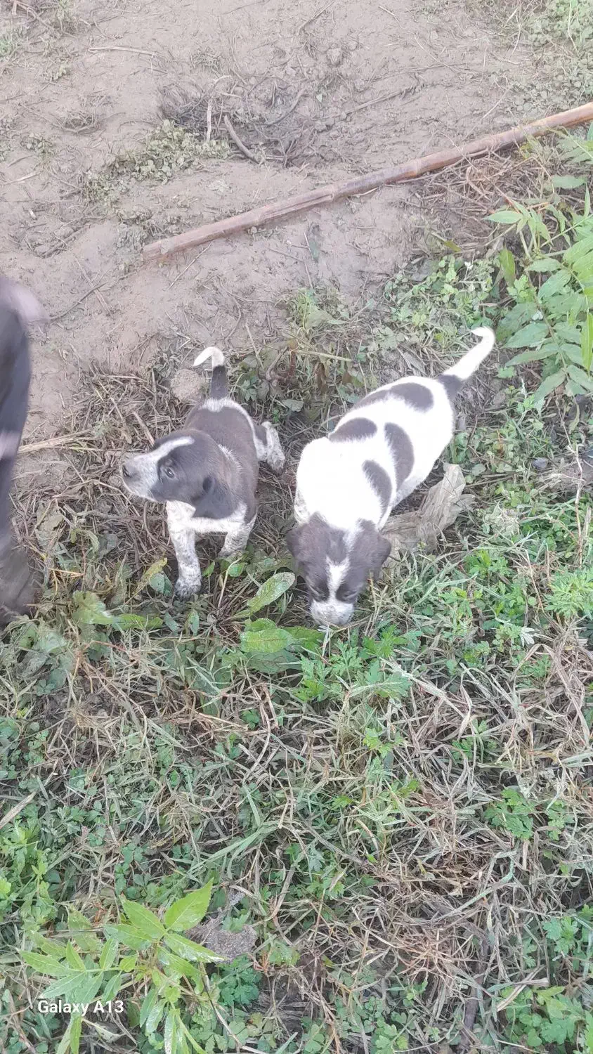 سگ شکاری|سگ|گوراب زرمیخ, |دیوار