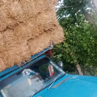 پرس گندم|حراج|پارس‌آباد, |دیوار