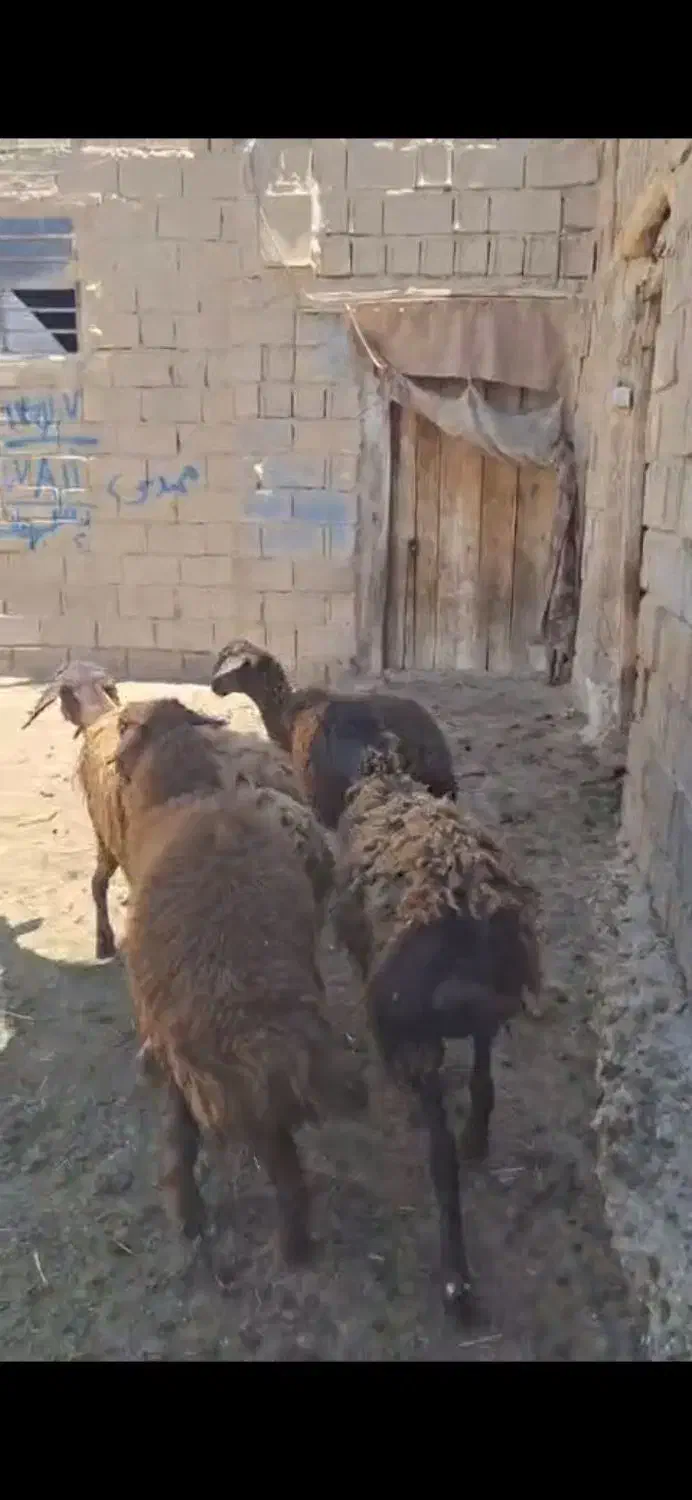 هترو|حیوانات مزرعه|زنجان, |دیوار