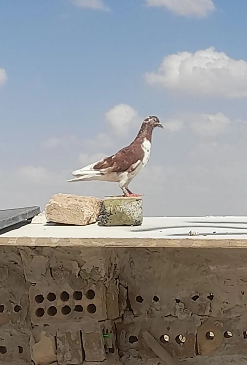 کفتر|پرنده|تربت جام, یحیی آباد|دیوار