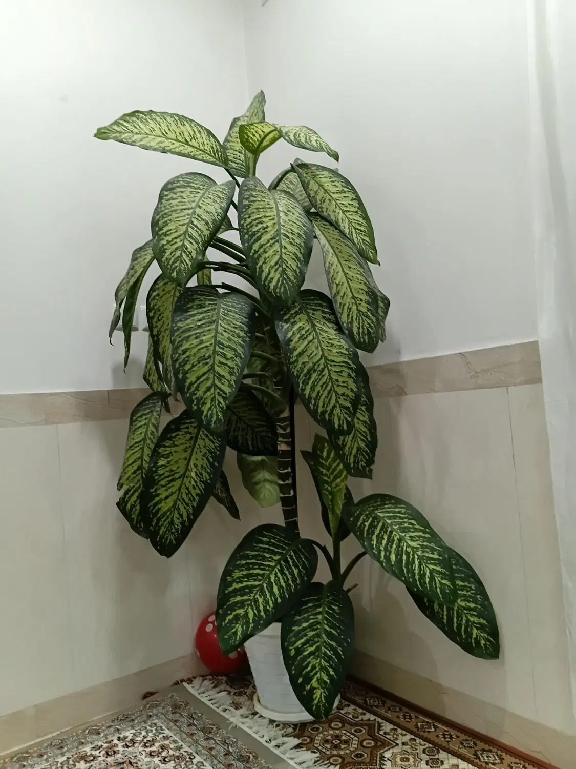 گل دیفن|گل و گیاه طبیعی|بانه, |دیوار
