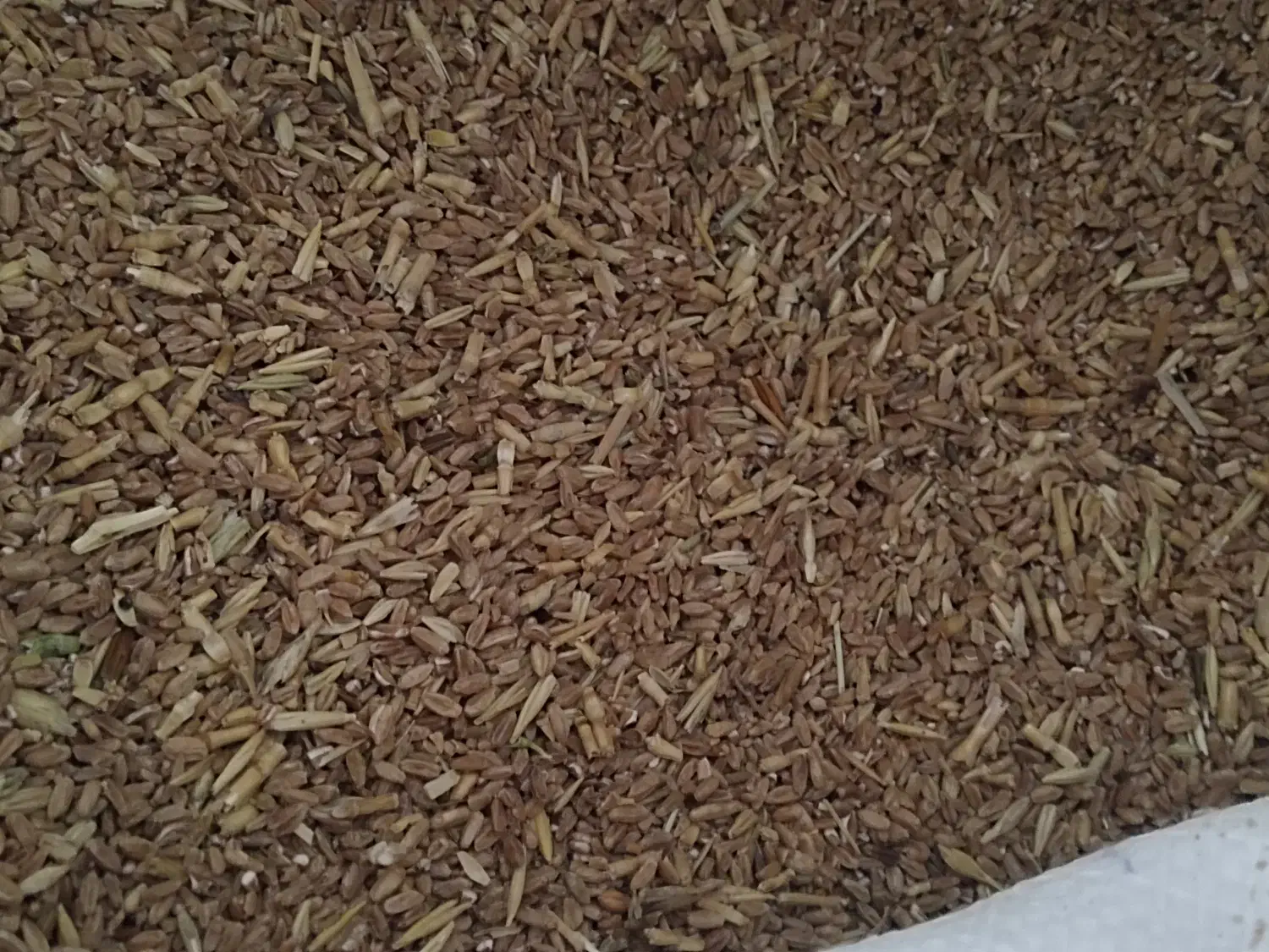 گندم|لوازم جانبی حیوانات|بیرجند, |دیوار