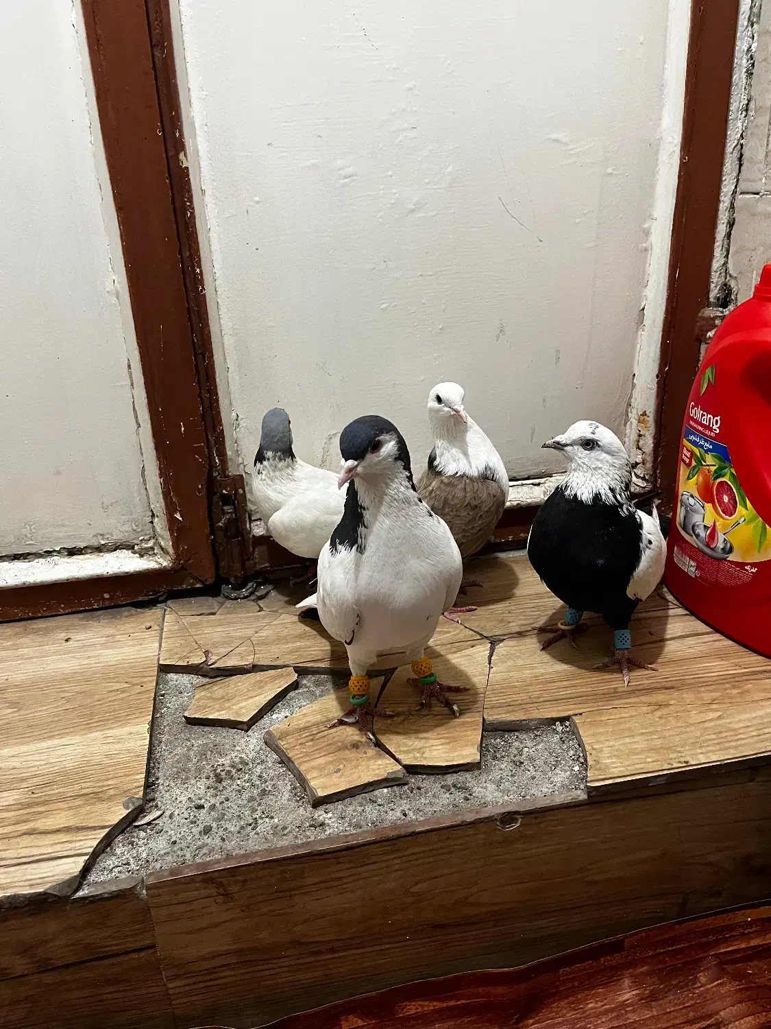 کبوتر|پرنده|قزوین, |دیوار