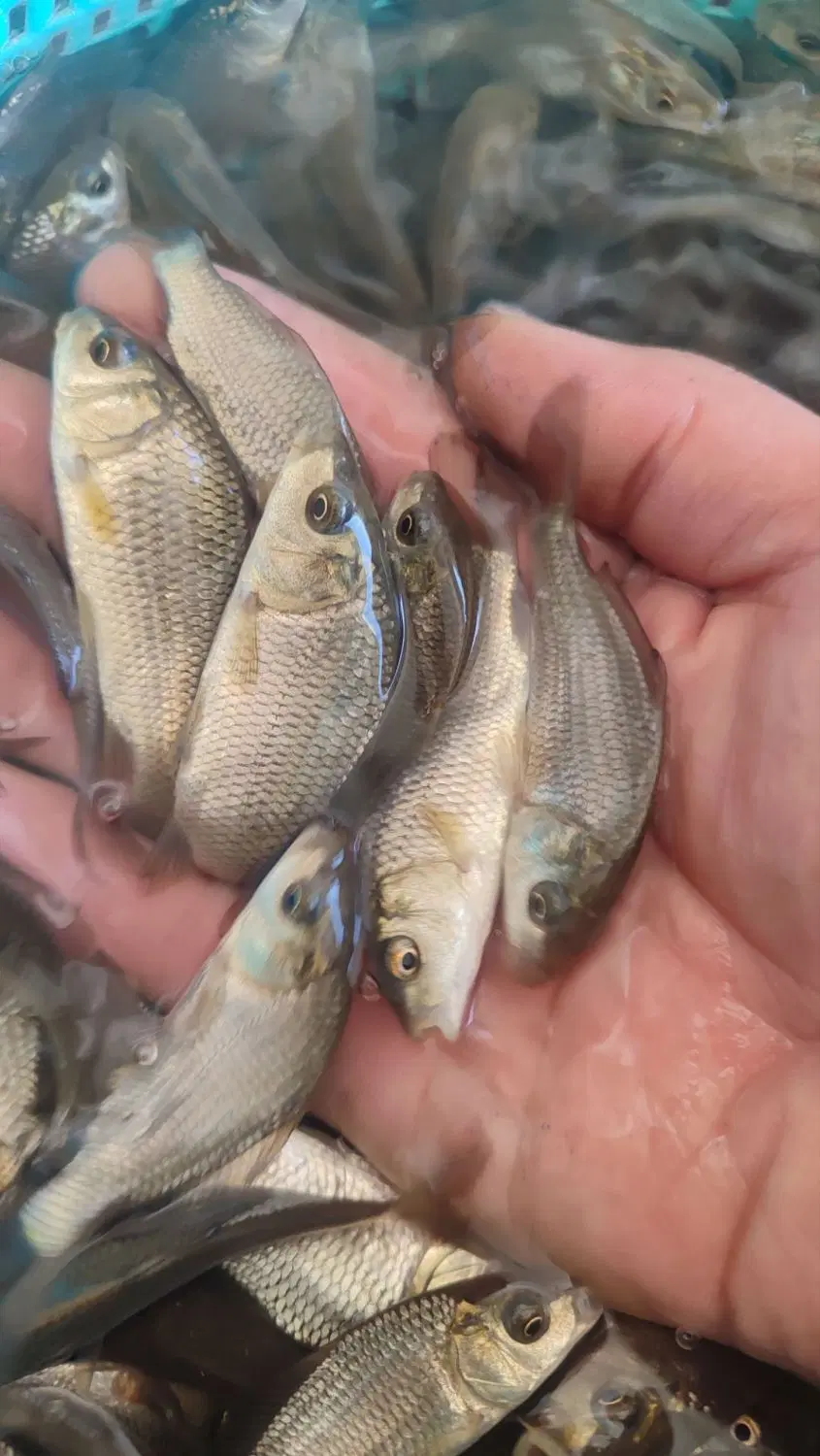 ماهی carp|ماهی|سنندج, |دیوار