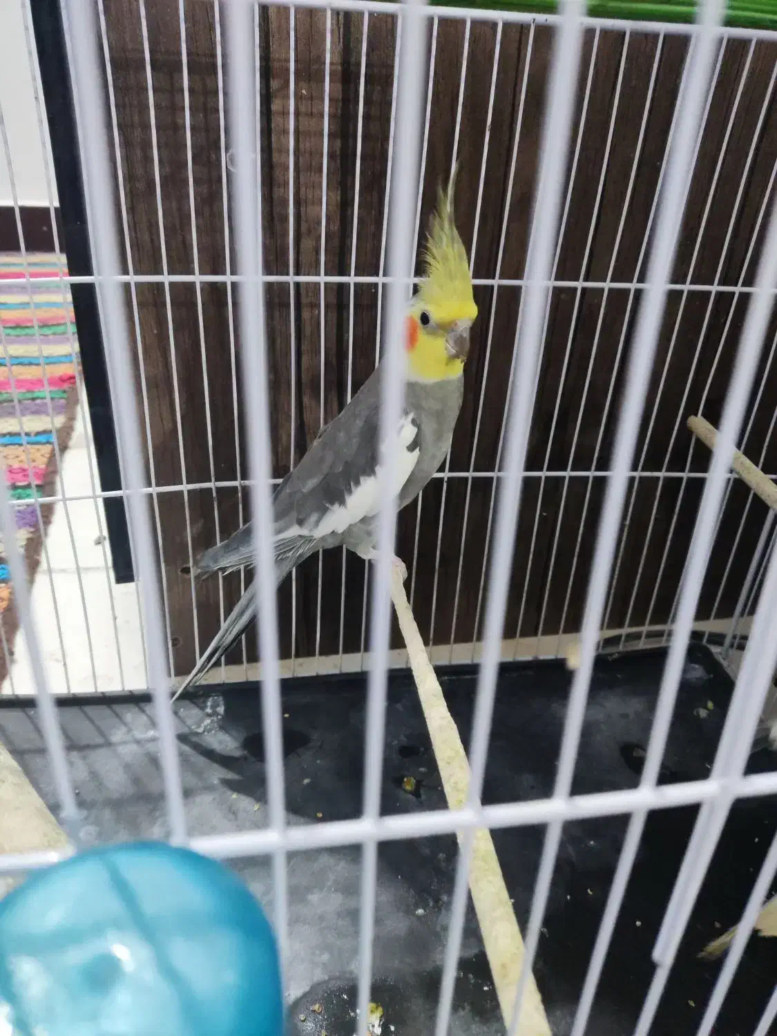 جفت عروس پاریس ویک مرغ مینا|پرنده|اهواز, بهارستان|دیوار