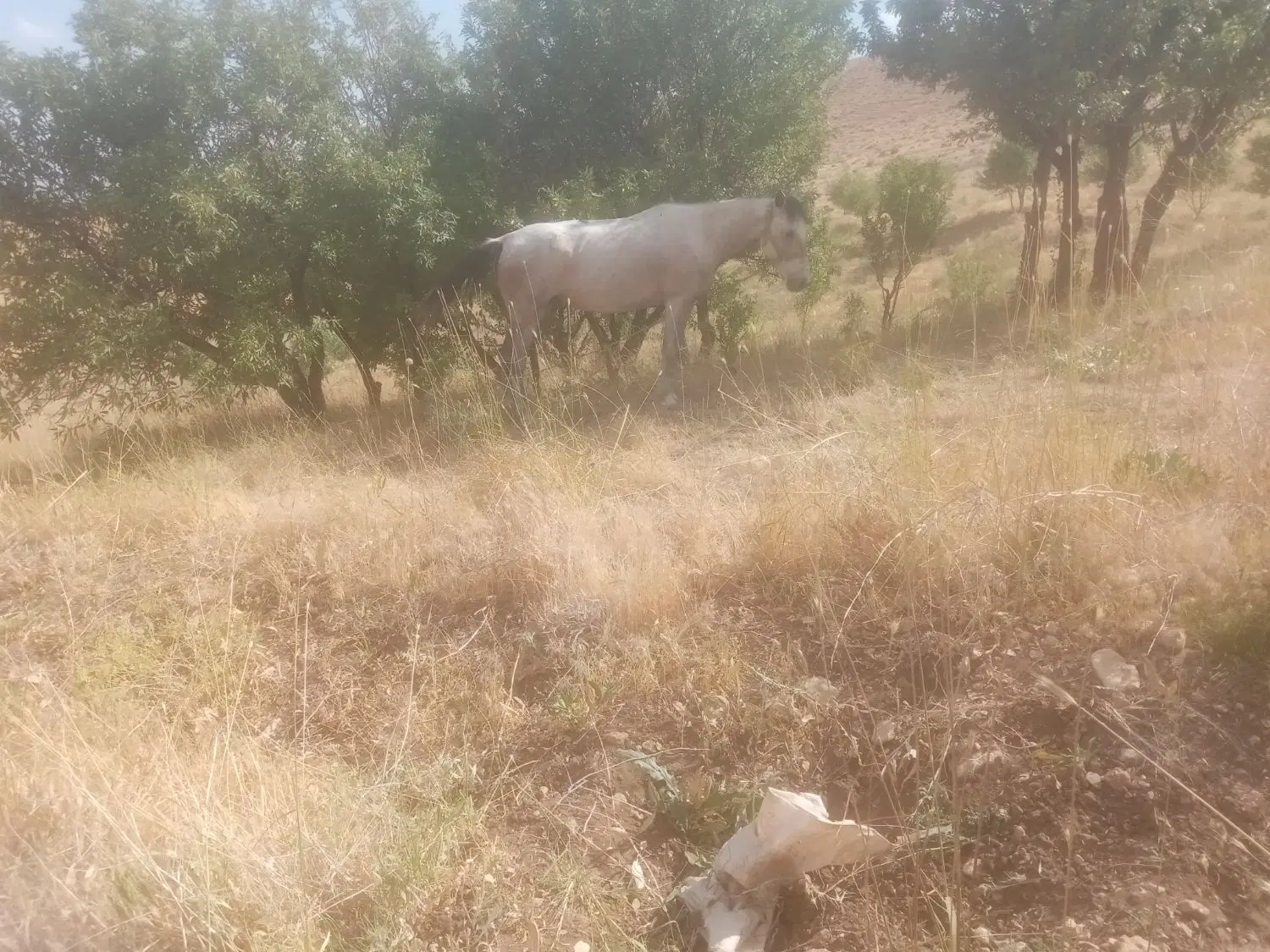 مادیان|اسب و تجهیزات اسب‌سواری|بیجار, |دیوار