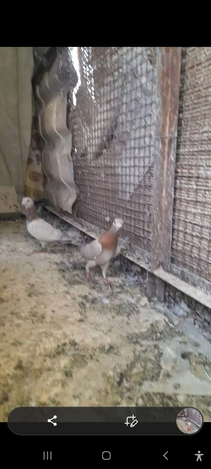 سار|پرنده|مشهد, کوشش|دیوار