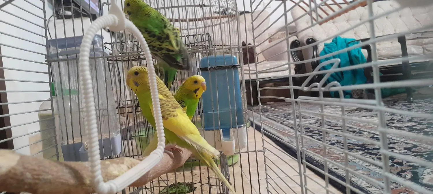 پرنده|پرنده|کرج, شهرک یاس جنوبی|دیوار