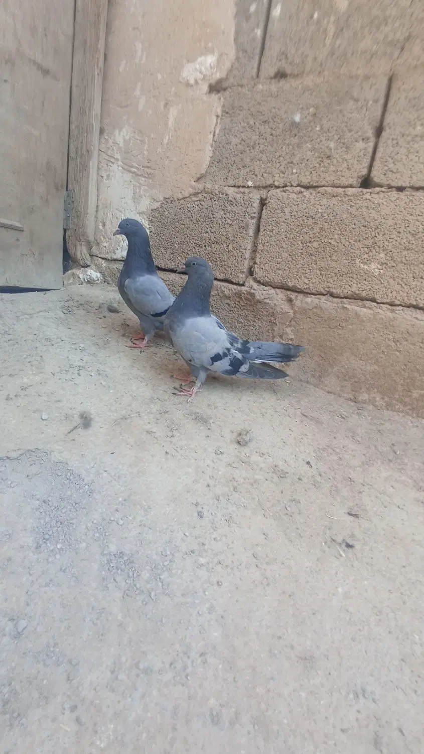 کفتر|پرنده|فارسان, |دیوار