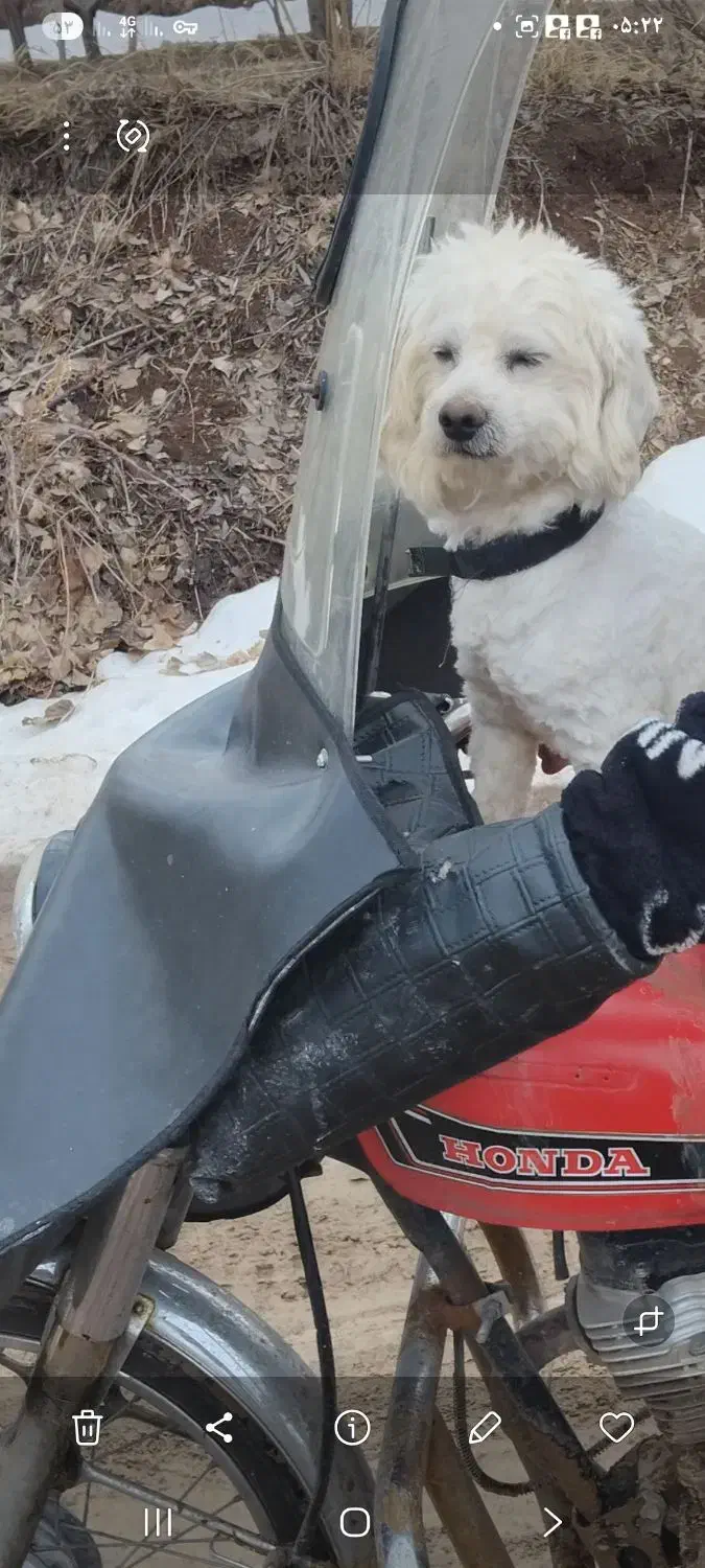 گم یادزدیده شده|حیوانات|صائین قلعه, |دیوار