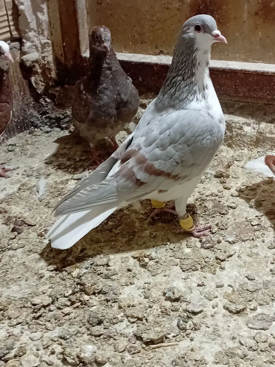 کبوترفروشی|پرنده|قزوین, |دیوار