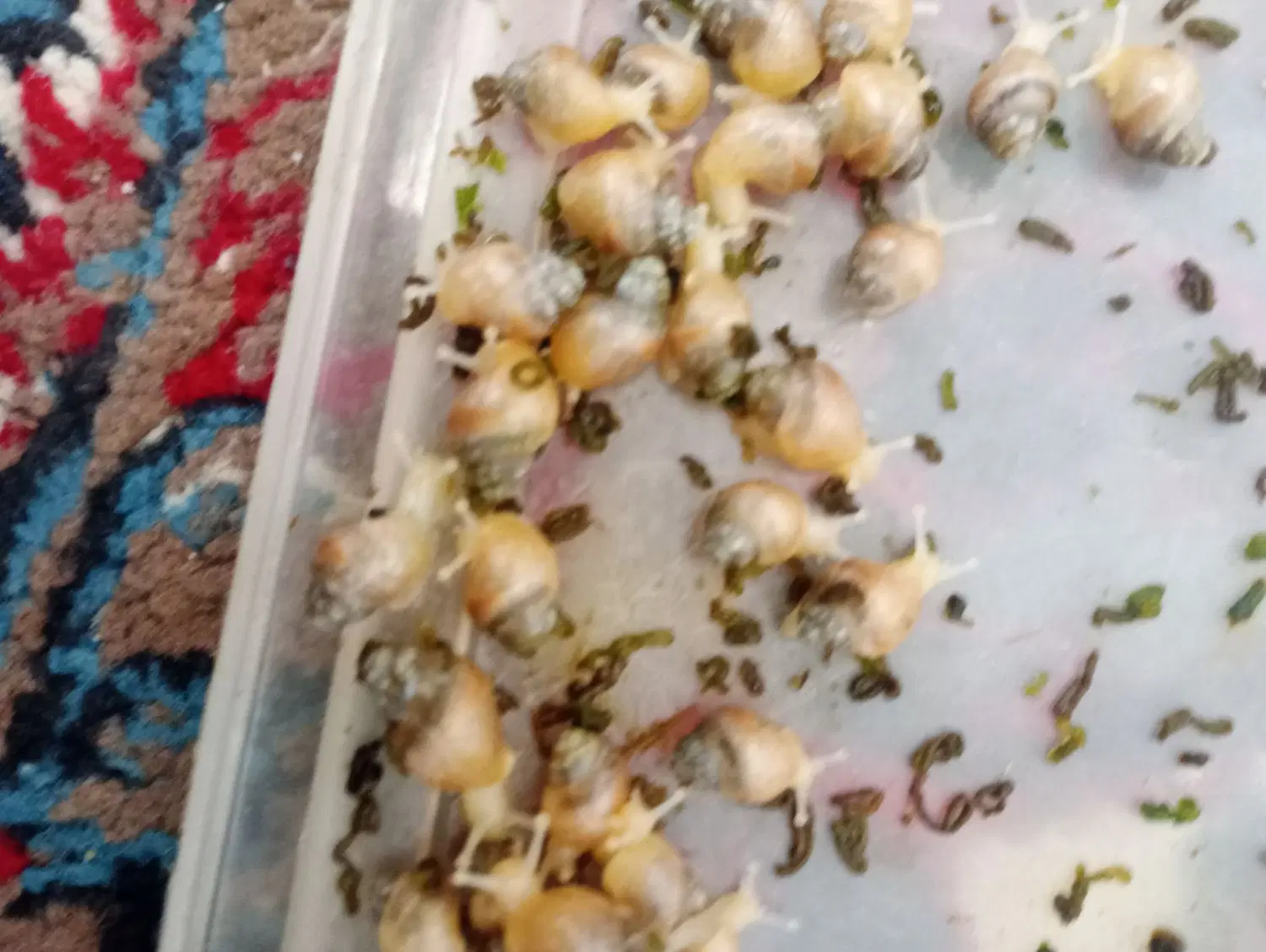 نصف قیمت|خزنده|کرمان, |دیوار