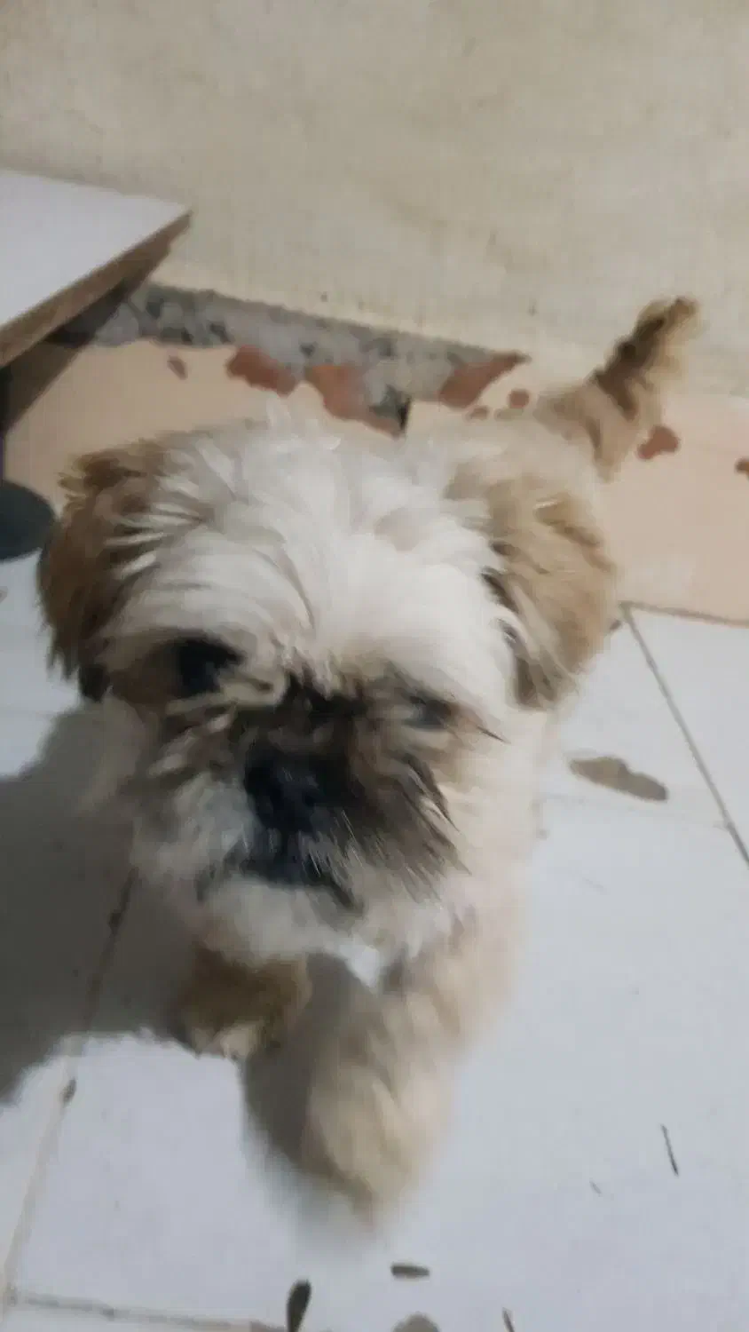 سگ شیتزو|سگ|مشهد, هفت تیر (نه دره)|دیوار